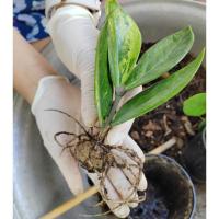 ราคา กวักมรกตด่าง​ กวักด่าง (23759214337)