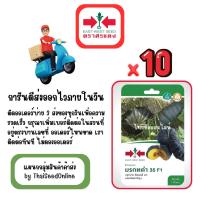 ราคา GG x 10 เมล็ดผักซองศรแดง มรกตดำ ฟักทอง สินค้ายกแพ็ค (41662791090)