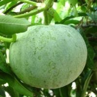 ราคา 35 เมล็ด ฟักหอมทรงกลม ฟักเขียว ฟักจีน ฟักแกง ฟักแฟง Wax Gourd seeds (24847319518)