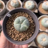 ราคา Lophophora Fricii variegated ไม้เมล็ด (8909964135)