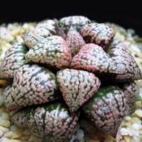 ราคา ฮาโวเทีย Haworthia Picta 'OKUBO' (2460210614)
