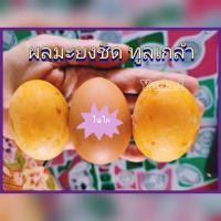 ราคา ต้นมะยงชิด เสียบยอด ผลใหญ่ เนื้อเยอะ สายพันธุ์ทูลเกล้า ต้นแม่พันธุ์นำมาจากนครนายก พร้อมจัดส่ง (21688287304)