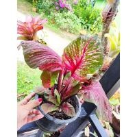 ราคา พญานาคราชแบ่งต้นลูกค่ะ (13193387874)