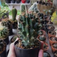 ราคา แมมด่างสวยๆ "กระถาง 3.5 นิ้ว" (316272383)