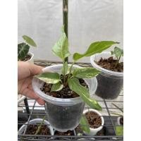 ราคา โชคเก้าชั้นด่าง ต้นไม้ด่าง (10220784383)