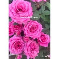 ราคา โรมันพิงค์ กุหลาบสีสวย กลิ่นหอมมาก Roman pink rose กุหลาบพุ่มเตี้ย ดอกดก ดอกสวยน่ารักมากๆ ควรสะสมค่ะ (44004273824)