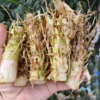 ราคา ท่อนพันธุ์หญ้าหวานอิสราเอล ชุด 50 ท่อนพันธุ์ หญ้าหวานอิสราเอล ท่อนละ 1 บาท (25776980565)