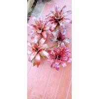 ราคา สับปะรดสีนีโอไฮบริดสีสวย (21727468261)