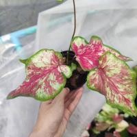 ราคา ปลาบู่ทอง บอนสี บอนโบราณ Caladium (23453812437)