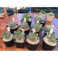 ราคา ไม้อวบน้ำ กุหลาบหิน Succulent Echeveria (5200295168)