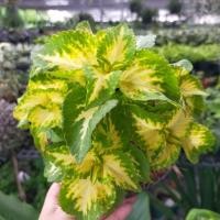 ราคา ต้นฤาษีผสมไม้แดดสีสวย (17566741746)