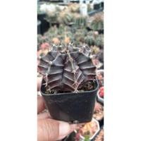 ราคา ยิมโนผิวม่วง ไม้เพาะเมล็ดขนาด 4 ซม. (21618000868)