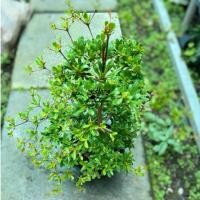 ราคา ต้นหูกระจงแคระ/บอนไซ (18792295495)