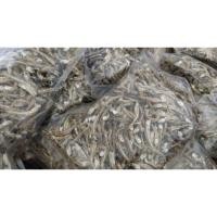 ราคา ปลาจิ้งจั้งเกาะยาว 500 กรัม ปลาไส้ตัน ปลาจิ้งจั้ง 500กรัม (5991079650)