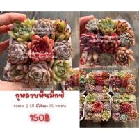 ราคา Succulent Echeveria​ hybrid set 9​ ต้น​ ร้านใบบุญ​ กุหลาบหิน​ ไม้อวบน้ำ​ (16644706652)