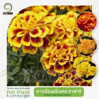 ราคา AGA AGRO I "ดาวเรืองฝรั่งเศส ซาฟารี"-100เมล็ด-French Marigold Safari (14186343725)