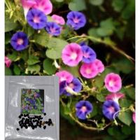 ราคา มอร์นิ่ง กลอรี่ เมล็ดพันธุ์ ผักบุ้งฝรั่ง Morning Glory มอนิ่ง กลอรี่ / ซอง 40 เม็ด ปลูกเลี้ยงง่าย (20038216896)