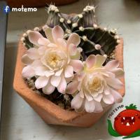 ราคา ยิมโน หนามเดี่ยว LB2178 LB hybrid cactus เชื้อด่าง กระถาง 2 นิ้ว [motemo.diy] (6790388639)