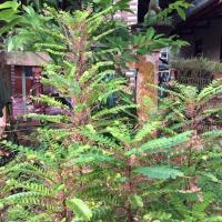 ราคา ต้นธรณีสาร ไม้มงคล ไม้ประดับ (11014250106)