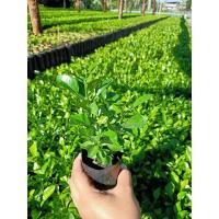 ราคา ต้นกล้าเพาะเมล็ดต้นมะกรูด (8012723024)