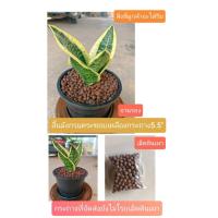 ราคา ลิ้นมังกรแคระขอบเหลือง+จานรองกระถาง+เม็ดดินเผา (40805657046)