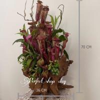 ราคา งานดินปั้น ต้นหม้อข้าวหม้อแกงลิง งานประดิษฐ์ดินญี่ปุ่น (10430919360)