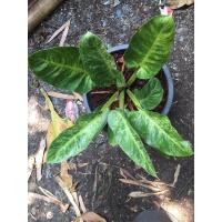 ราคา ต้นเศรษฐีรวยทรัพย์ด่าง (6884018705)