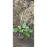 ราคา #หญ้าเอ็นยืด#หมอน้อย#ผักกาดน้ำ#หญ้าเอ็นหยืด (41054592580)