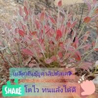 ราคา ชุด50,000เมล็ดพันธุ์ยูคาลิปตัสออสเตรเลียK7ยอดสีแดง (23822051231)