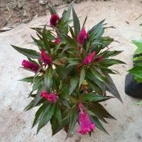 ราคา ต้นหงอนไก่ มี 3 สีให้เลือก (4391129212)