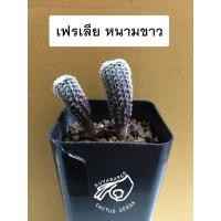 ราคา เฟรเลีย Frailea เฟเรีย phaeodisca เมล็ด กระบองเพชร เฟเลีย ยิมโน เมล็ดแคคตัส ต้นกระบองเพชร ต้นแคคตัส แมม (2558617403)