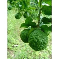 ราคา ต้นมะกรูดกิ่งตอน สูง 50-70ซม.ฟรีค่าจัดส่ง (10663937651)