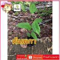 ราคา ต้นเพกา 25-30ซม. เพกาลิ้นฟ้า เพกา (22818262286)