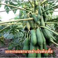 ราคา มะละกอแขกนวลดำเนินเป็นที่นิยมมาก (9874973523)