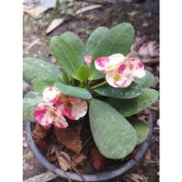 ราคา ต้นโป๊ยเซียนดอกใหญ่สีขาวลายชมพู ชื่อ"ลายกนก" กระถาง 5-6 นิ้ว (23412992428)