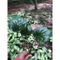 ราคา ต้นไม้มงคล ต้นนางกวัก ช่วยให้ทำมาค้าขึ้น กวักทรัพย์ (6745290704)