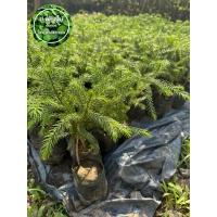 ราคา ต้นสนฉัตร ต้นสนฉัตรฮาวาย แท้ เสียหายเคลมฟรี (24658795214)