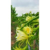 ราคา กิ่งพันธุ์แก้วมังกรเหลืองอิสราเอล (4055438965)