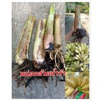 ราคา กล้วยน้ำว้าพันธุ์ลูกใหญ่ ผลใหญ่ ลูกดก ใส้เหลือง รสหวานอร่อย ขายเป็นหน่อนะคะ พร้อมปลูก (26313620645)