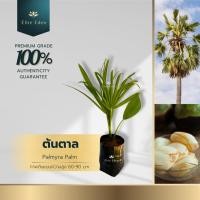 ราคา ต้นตาลโตนด สูง 60-140 cm. (ต้นเล็ก) ทนแล้ง ทนน้ำท่วม สามารถปลูกแซมตาคันนา ประกันพันธุ์แท้ 100% (24473719641)