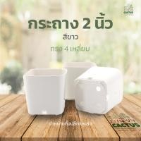ราคา ถูกสุด !! สีขาว กระถางพลาสติก2 นิ้ว ทรงเหลี่ยม ไร้ขอบ กระถางพลาสติก กระถางแคคตัส กระถางต้นไม้ กระถางกระบองเพชร (22275000600)