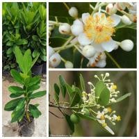 ราคา ต้นกระทิง ต้นสารภีทะเล สูง 60-80 ซม ดอกหอม ต้นโตแข็งแรง พร้อมปลูก (28803701836)