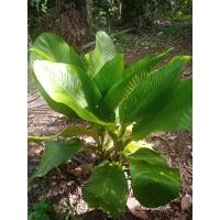 ราคา ต้นเศรษฐีวินสัน2ต้น. (19988124410)