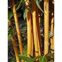 ราคา ไผ่เหลืองสีทองลำต้นสีทอง#ไผ่มงคล#ไผ่สีทอง (17105876618)