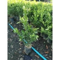 ราคา ส่งฟรี​ ต้นมะม่วงหาวมะนาว​โห่​ 20​ ต้น (21701130684)