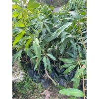 ราคา ต้นมะม่วงน้ำดอกไม้สีม่วง พร้อมปลูก เกิดการเสียหาย รับผิดชอบทุกกรณี (25513473163)