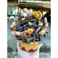 ราคา ไม้มงคลต้นเถาวัลย์หลง นกสาริกา9ตัว (26165467022)