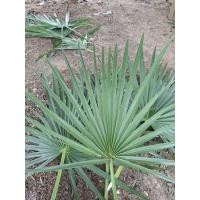 ราคา ใบตาลสด ใบตาลตัดสดใหม่ (แถมทุกออเดอร์) (40761890218)