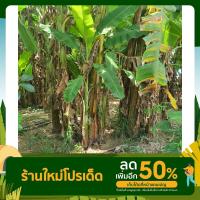 ราคา หน่อต้นกล้วยน้ำว้า กล้วยน้ำว้าเครือใหญ่ หน่อกล้วยน้ำว้าประจวบฯ 100% หน่อกล้วย (11591375277)