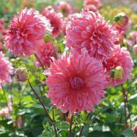 ราคา 1 หัว รักเร่ Dahlia สายพันธุ์ Islander หัวรักเร่ ดอกดาร์เลีย (8611670371)